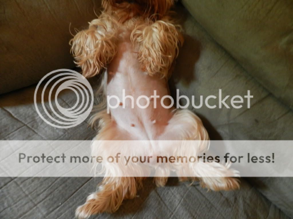 yorkies pregnancy pheobe pregnancy day 30 yorkietalk forums terrier community yorkies pregnancy pheobe pregnancy day 30 yorkietalk forums terrier community