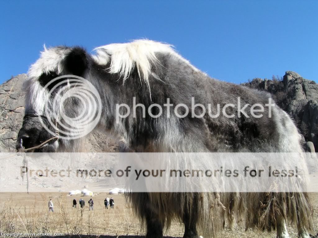 Russia, Mongolia and China - Mongolia yak Pictures, Images and Photos