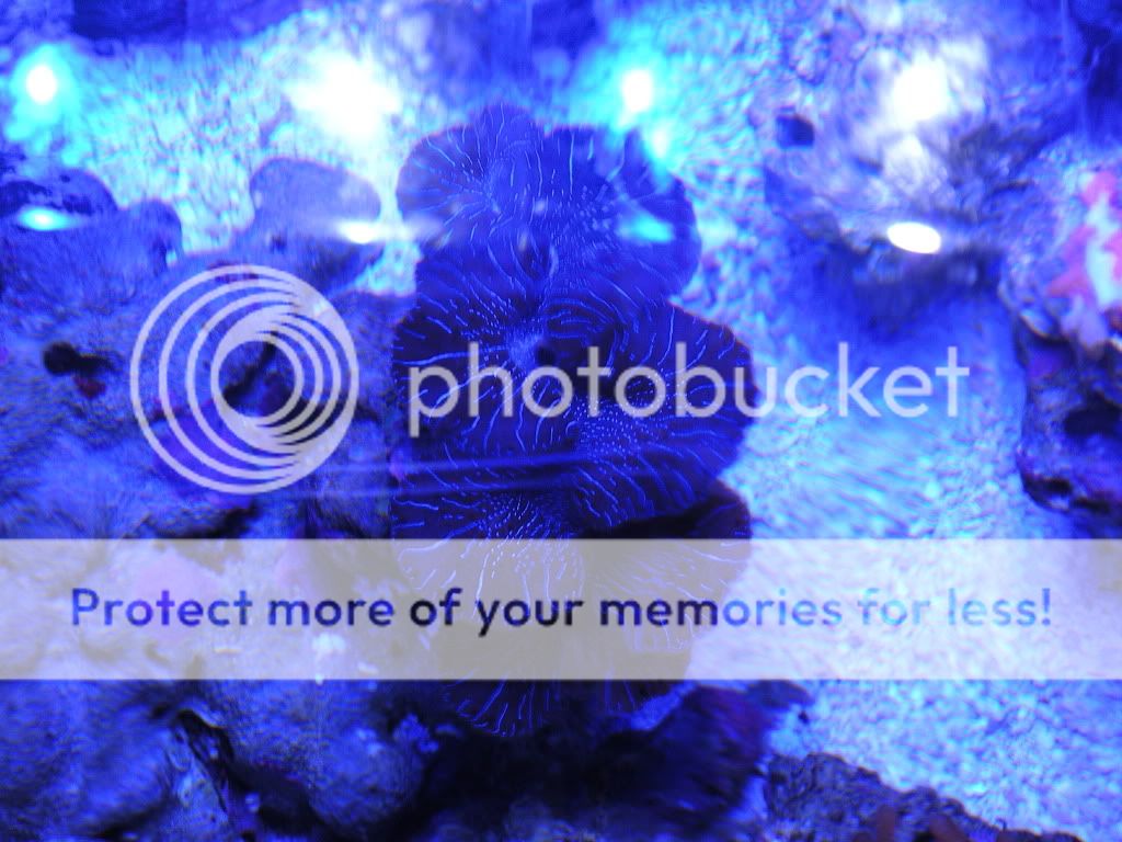 DSCN1086 - Corals, RBTA, and Clam