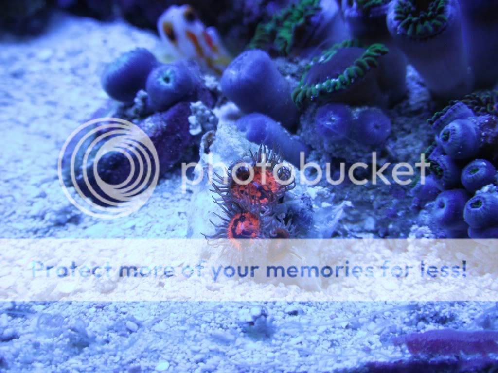 Armageddon Zoanthid??? REEF2REEF Saltwater and Reef Aquarium Forum