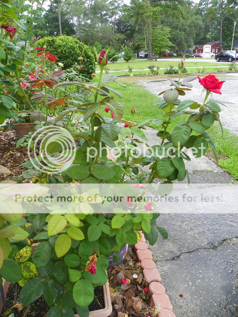  photo 100_1559_zps8f4aed9c.jpg