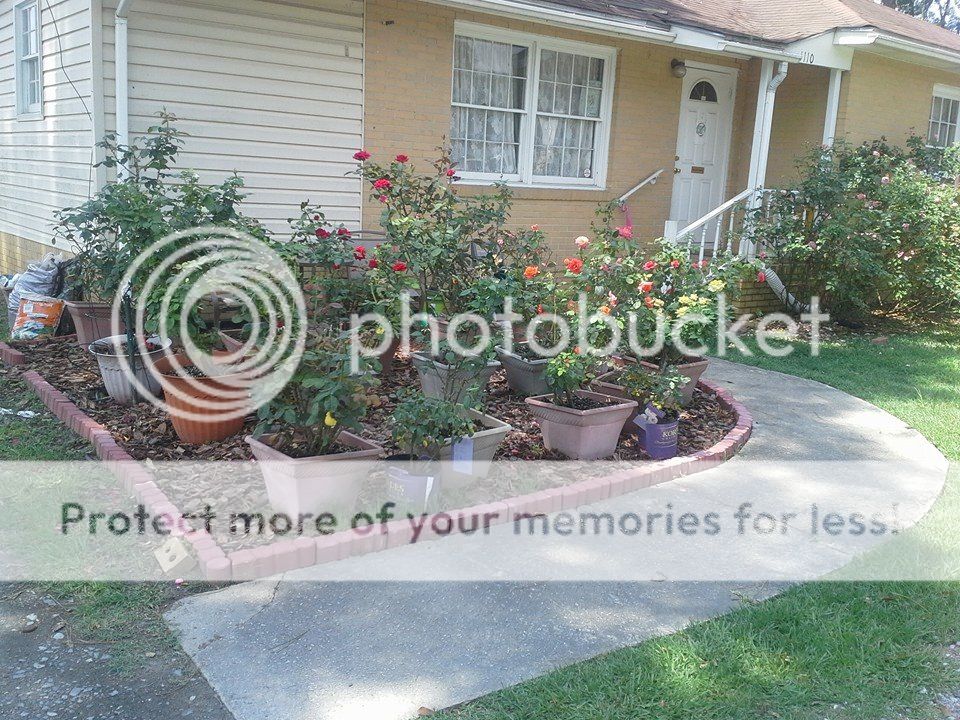 photo 10341626_10204276967304262_4666483923653301824_n_zps692b2337.jpg