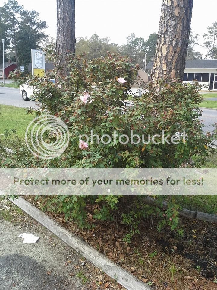 photo 1976990_10203677809245685_803526188_n_zpsbb4f302b.jpg