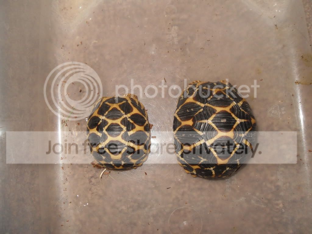 GROWTH RATES IN RELATED SULCATA Tortoise Forum
