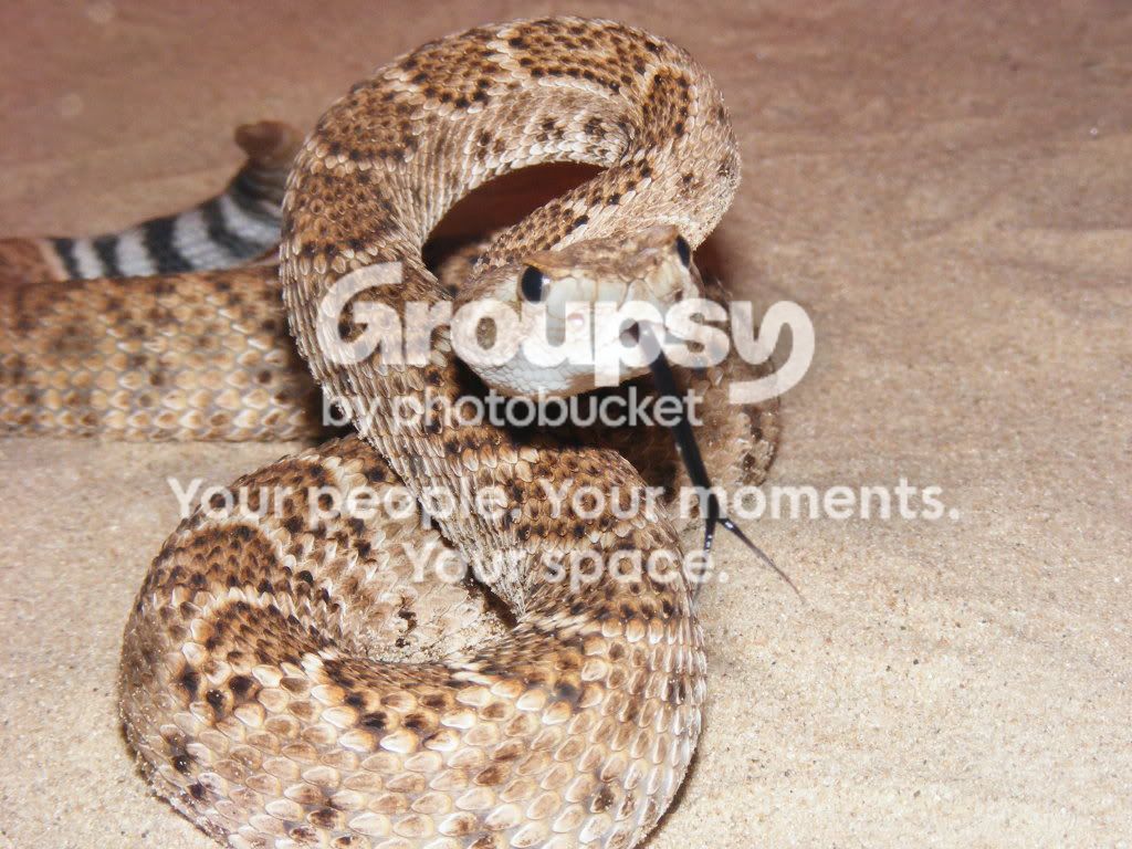 Sevec Rattlers some of them there rattlers | Reptile Forums